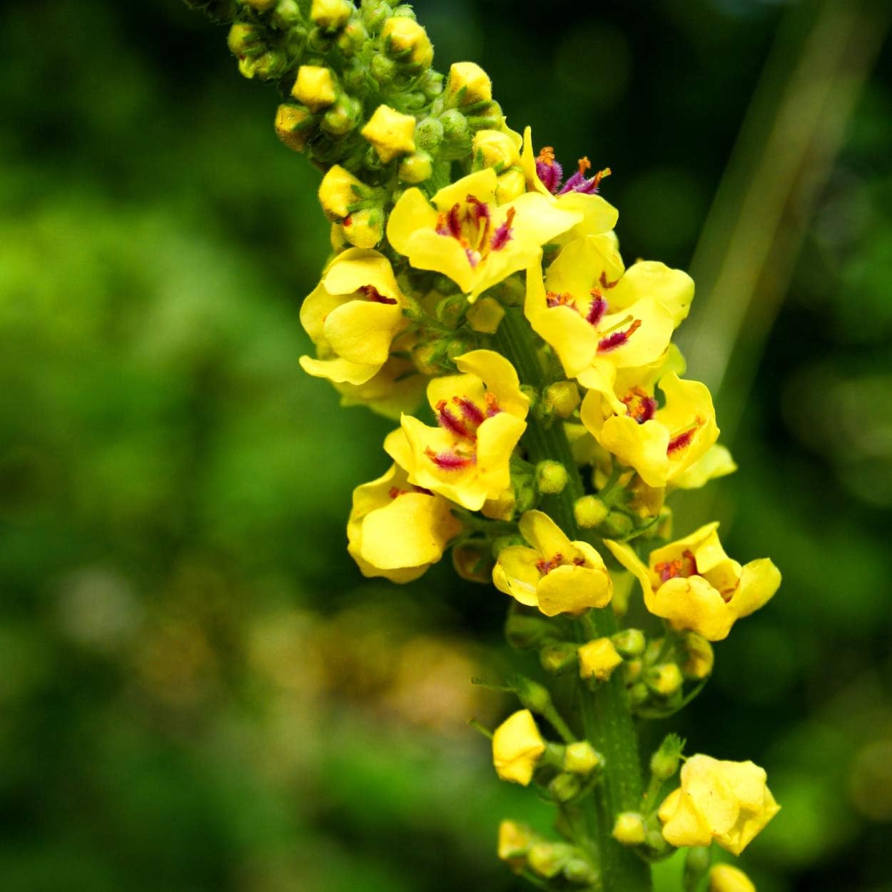 Nature's Answer Natures' Answer Alcohol-Free Mullein Leaf, 1-Fluid Ounce