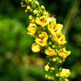Nature's Answer Natures' Answer Alcohol-Free Mullein Leaf, 1-Fluid Ounce
